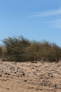 Scenic view of beach against clear sky