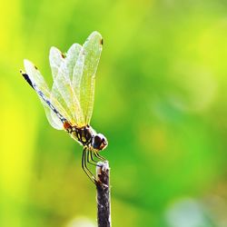 Close-up of butterfly on leaf