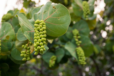 Close-up of fruits on tree