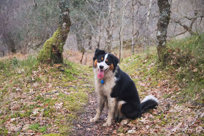 Portrait of dog sitting in park