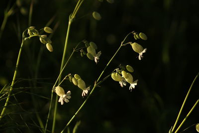 Close-up of flowers blooming outdoors