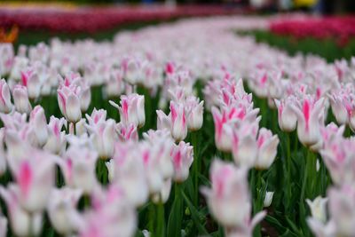 Close-up of pink flowers on field