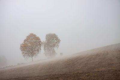 Trees on field against sky during foggy winter