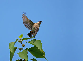 Low angle view of bird flying