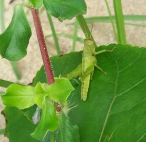 Close-up of insect on leaf