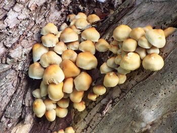 Close-up of fresh apples on field