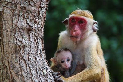 Close-up of monkey with infant by tree trunk