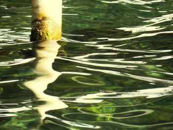 Close-up of leaf floating on water