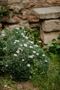 Close-up of flowering plants on field