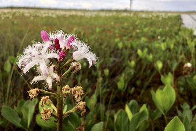 Close-up of pink flowers