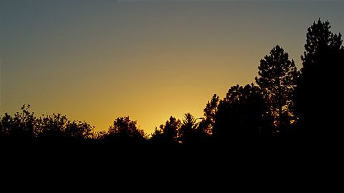 Silhouette trees against clear sky at sunset