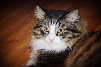 Close-up portrait of cat