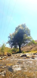 Trees on landscape against sky