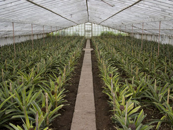 Scenic view of field seen through greenhouse
