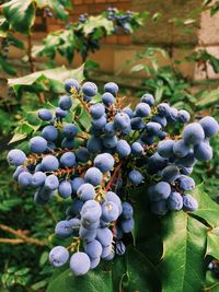 Close-up of grapes growing on tree