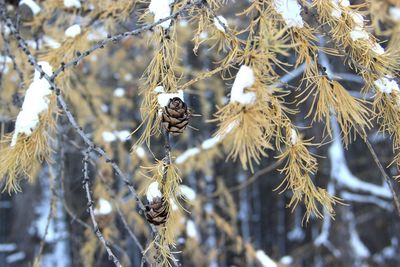 Close-up of caterpillar hanging on tree