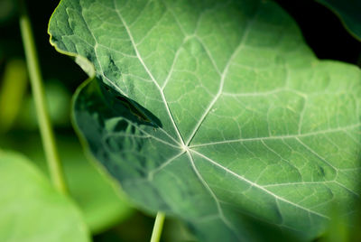 Close-up of green leaves