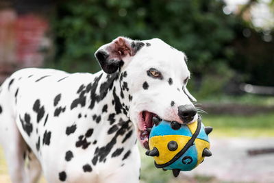 Close-up of dalmatian holding ball