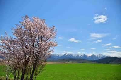 Cherry blossoms on field against blue sky