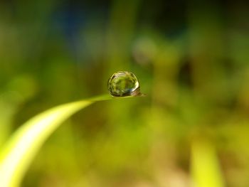 Close-up of water drop on grass