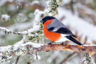 Close-up of bird perching on branch during winter