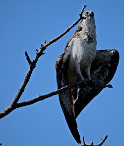 Low angle view of birds perching on tree against clear blue sky