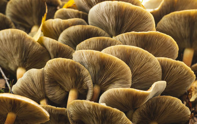 mushroom