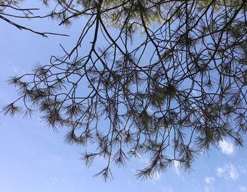 Low angle view of tree against sky