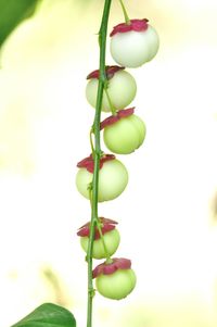 Close-up of fruits on tree