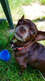 Close-up portrait of dog on field