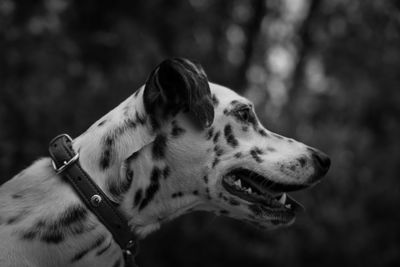 Close-up of dog against trees