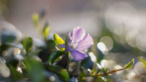 Close-up of purple flowering plant