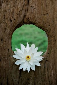 Close-up of white flowering plant on tree trunk