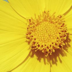 Full frame shot of yellow flower