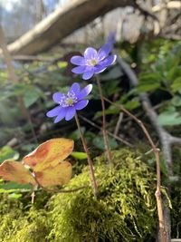 Close-up of purple flowering plant