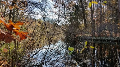 Bare tree in forest during autumn