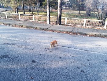 Dog on road