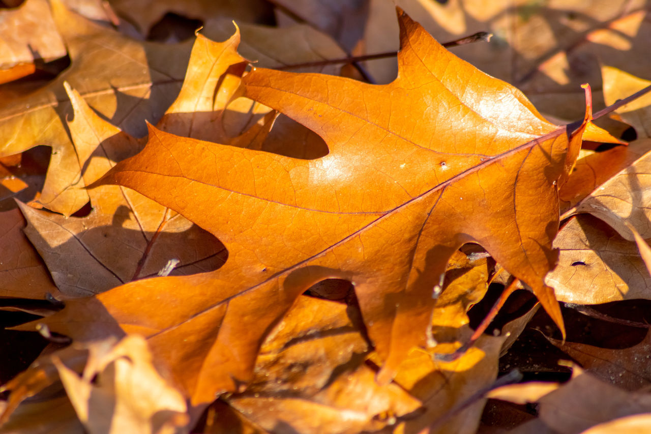 CLOSE-UP OF DRY MAPLE LEAVES ON AUTUMNAL