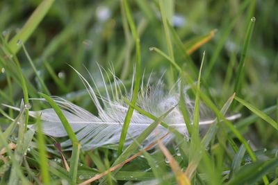 Close-up of dandelion growing in field