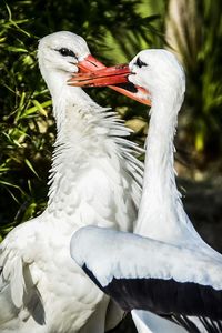 Close-up of bird against blurred background