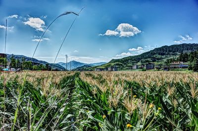 Scenic view of agricultural field against sky
