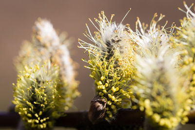 Close-up of plant against blurred background