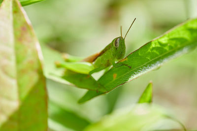 Close-up of grasshopper on plant