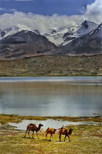 Horses in a lake