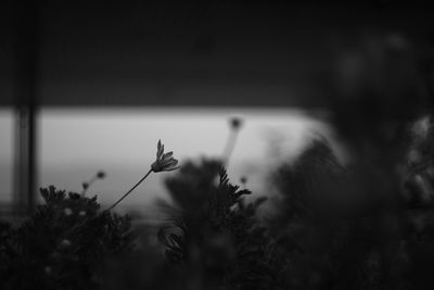 Close-up of plant against blurred background