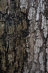 Full frame shot of tree trunk