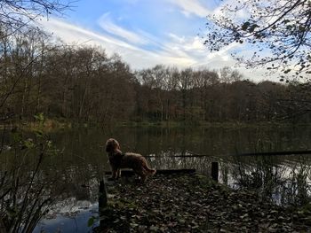 Dog standing by bare trees against sky