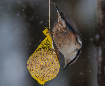 Close-up of birds in water