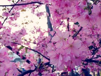 Low angle view of cherry blossom