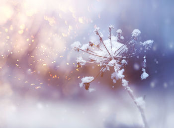 Close-up of cherry blossom during winter